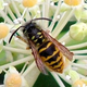Illustration for article titled Cellphones Wiping Out Bees?